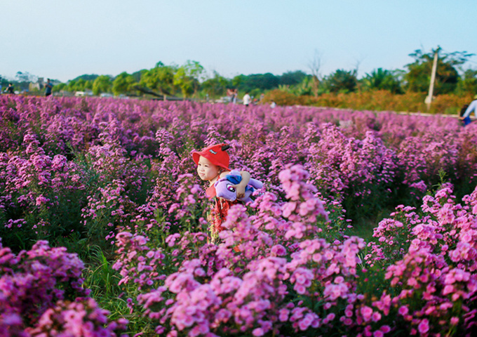 Cuối tuần dạo chơi thảo nguyên hoa bạt ngàn giữa lòng Hà Nội